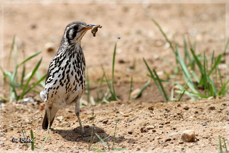 Groundscraper Thrush