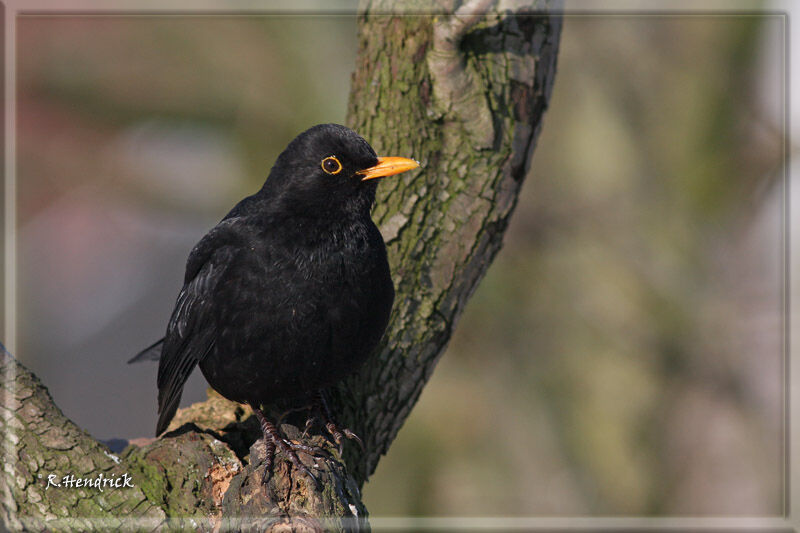 Common Blackbird