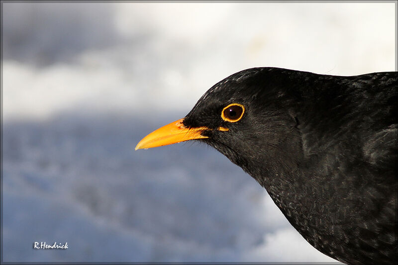 Common Blackbird