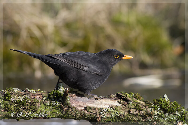 Common Blackbird