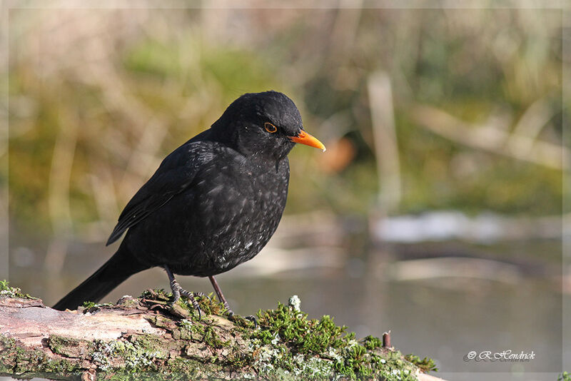 Common Blackbird