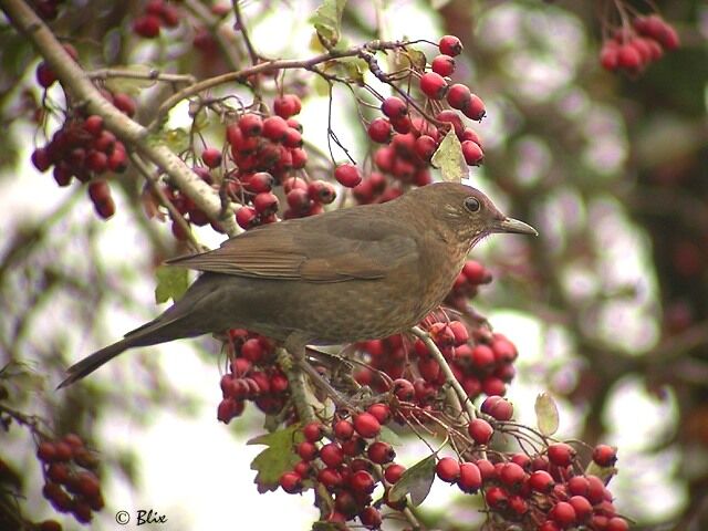 Common Blackbird