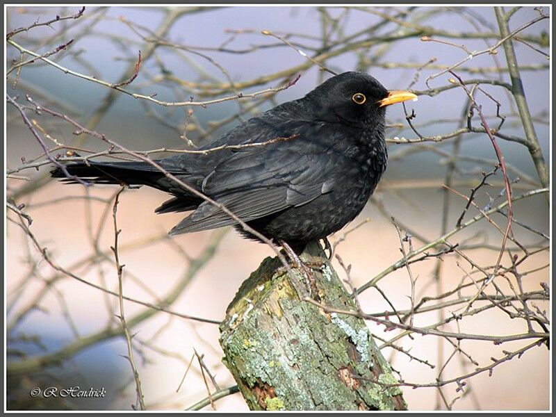 Common Blackbird