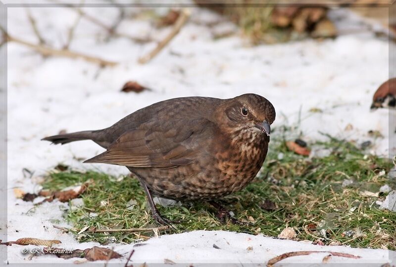 Common Blackbird