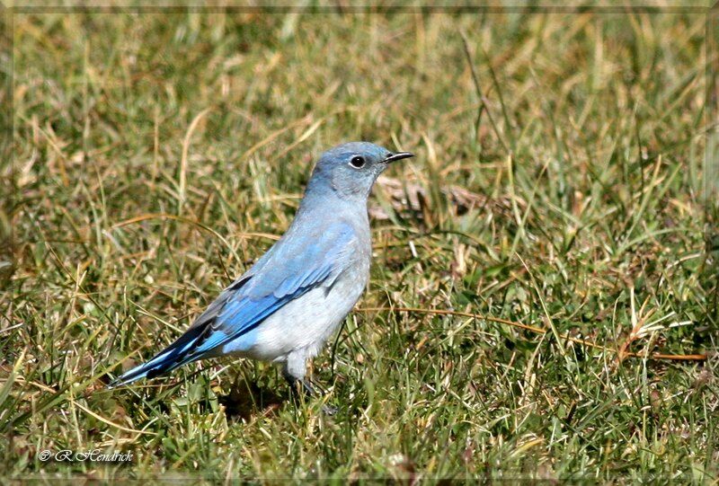 Mountain Bluebird