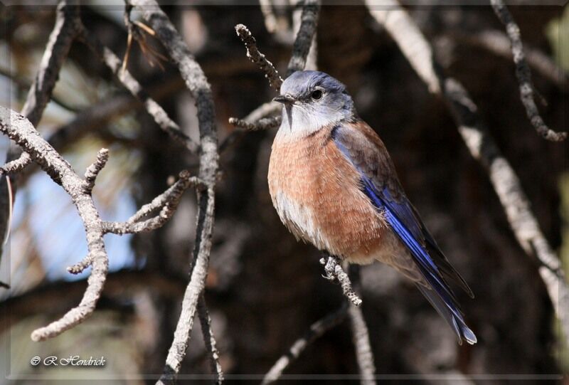 Eastern Bluebird