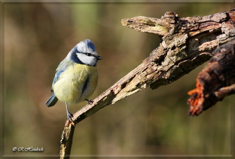 Eurasian Blue Tit