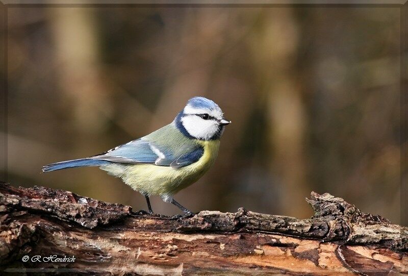 Mésange bleue