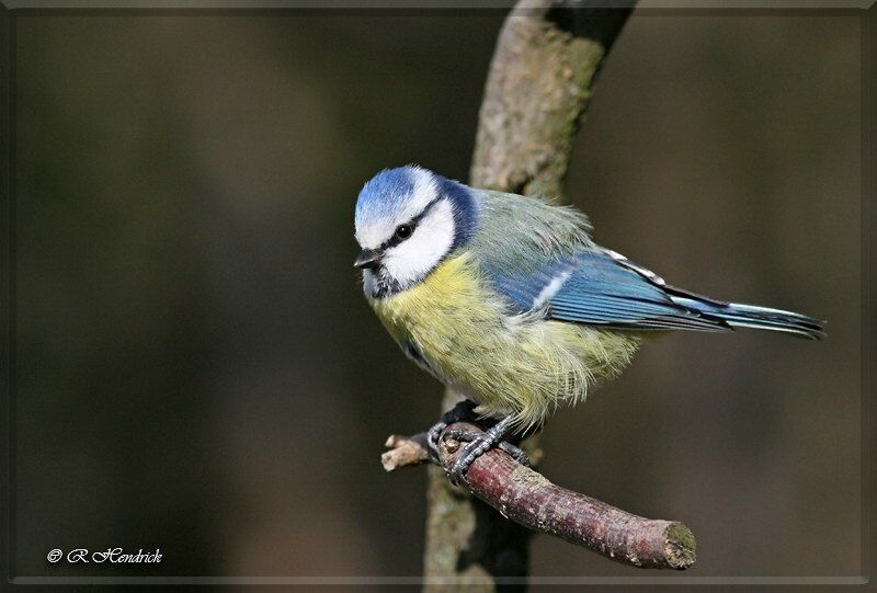 Eurasian Blue Tit