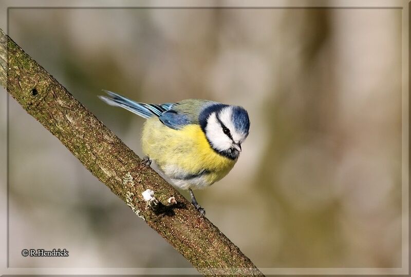 Mésange bleue