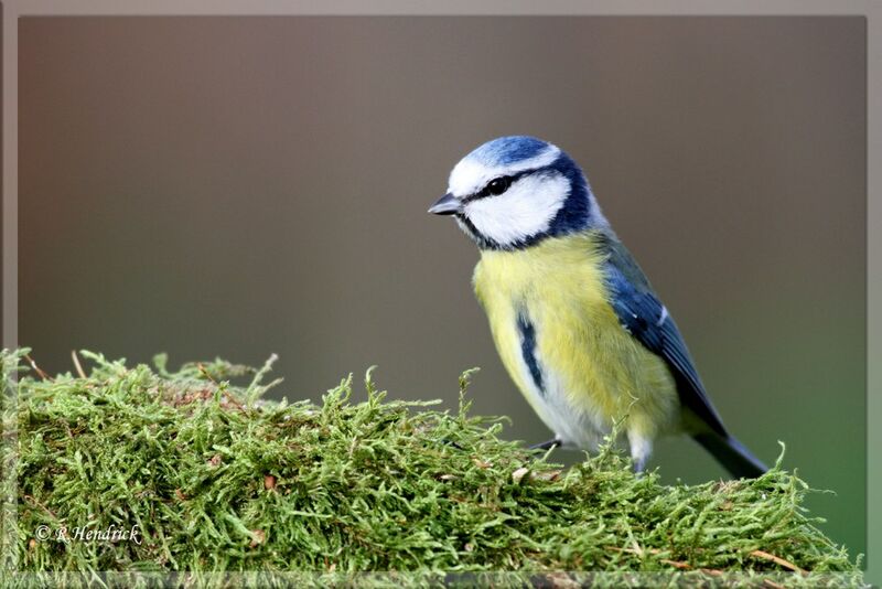 Mésange bleue