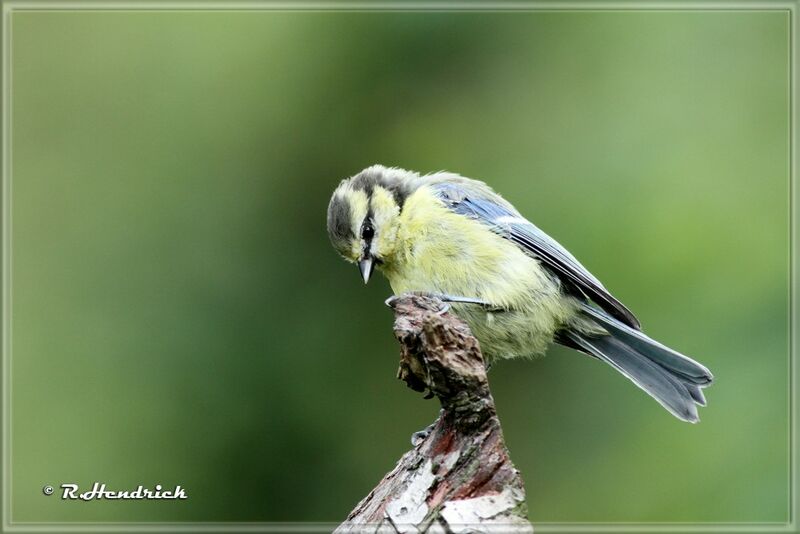 Eurasian Blue Tit