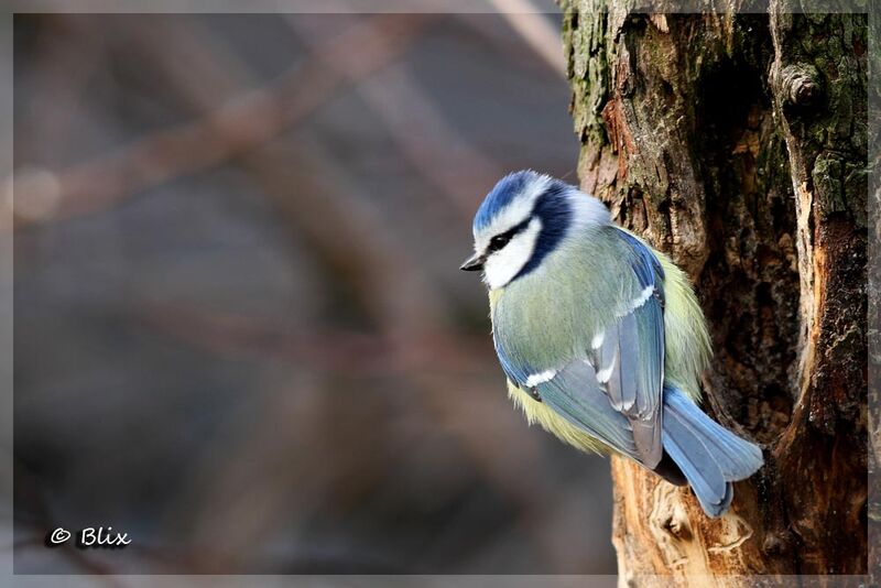 Mésange bleue