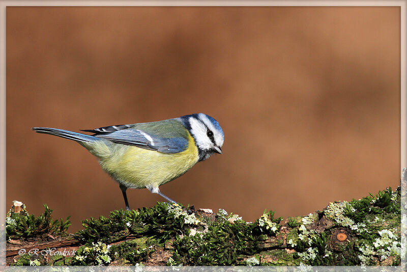 Eurasian Blue Tit