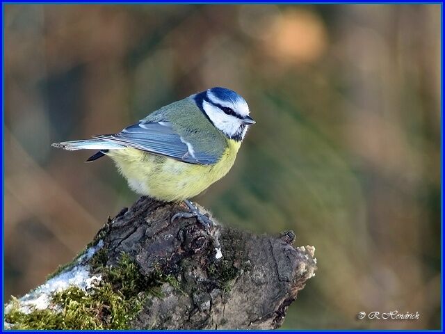 Eurasian Blue Tit