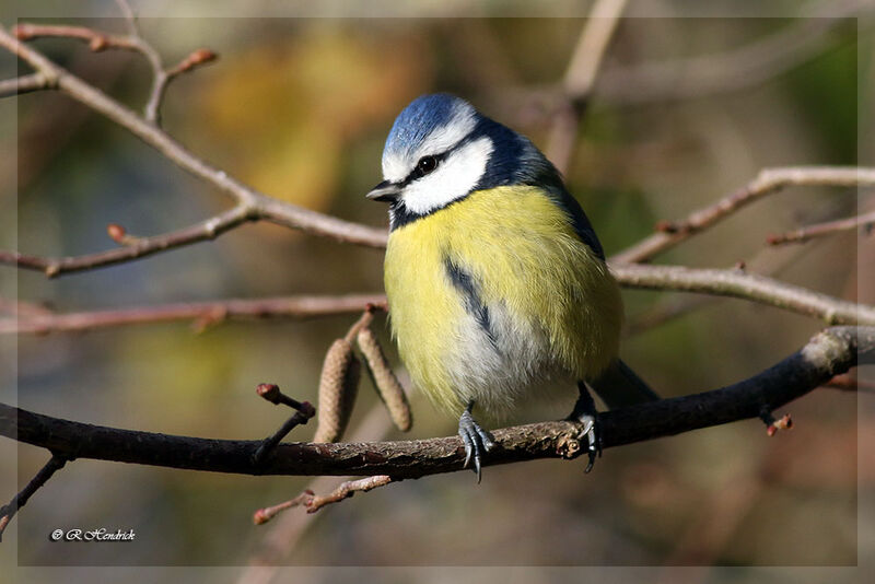 Eurasian Blue Tit