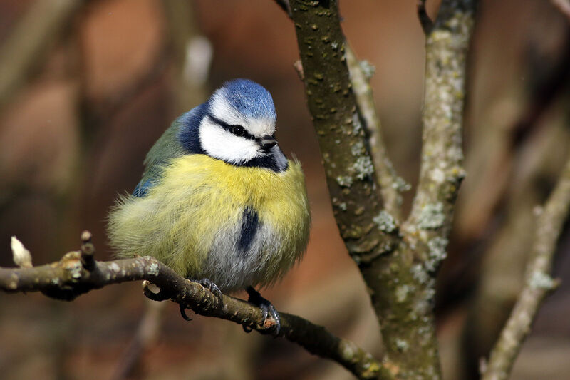 Eurasian Blue Tit