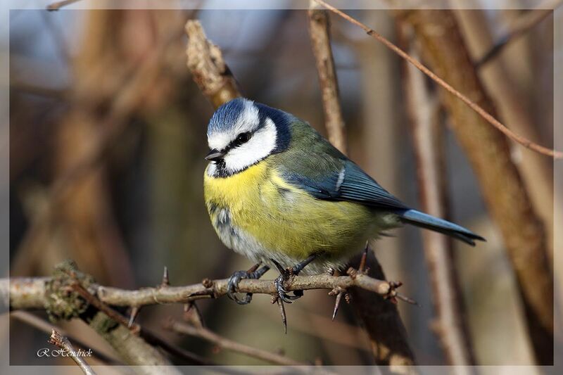 Eurasian Blue Tit