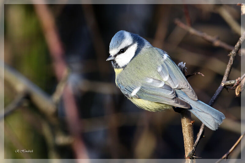 Mésange bleue