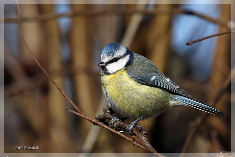 Mésange bleue