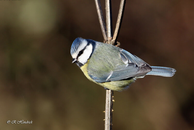 Mésange bleue