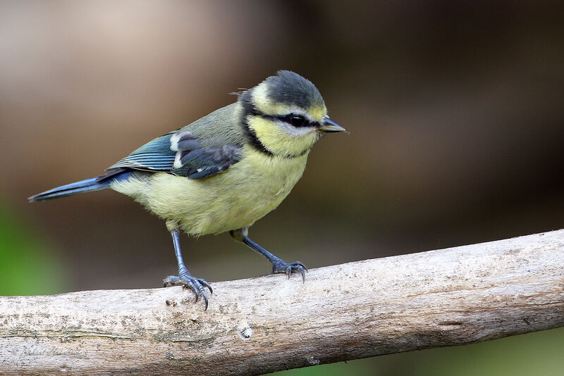 Mésange bleue