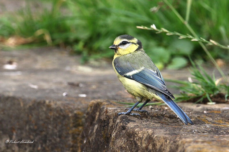 Mésange bleue