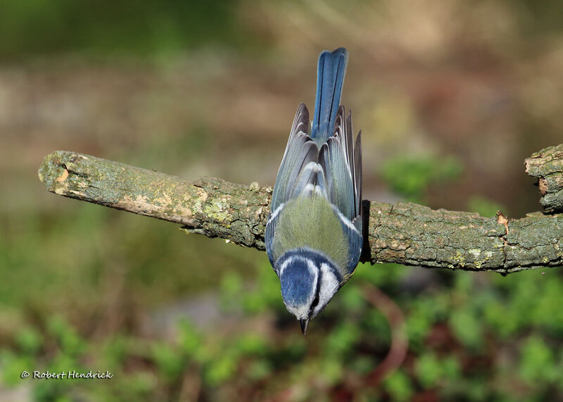 Mésange bleue