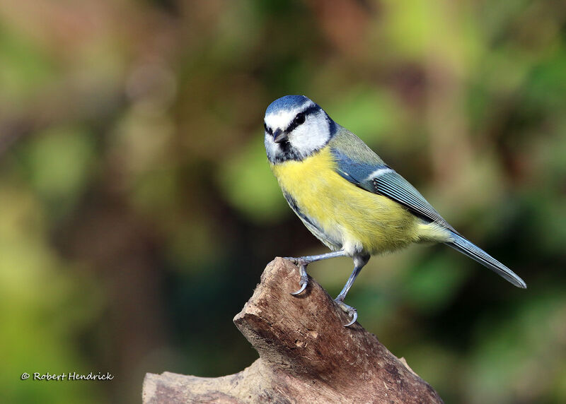 Mésange bleue