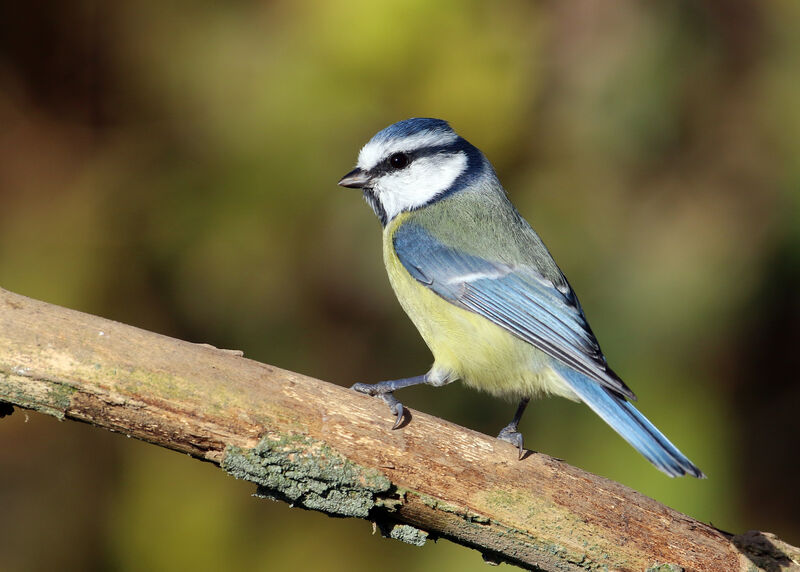 Mésange bleue