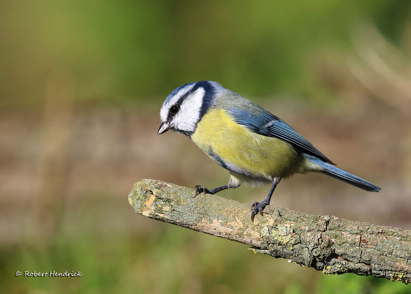 Mésange bleue