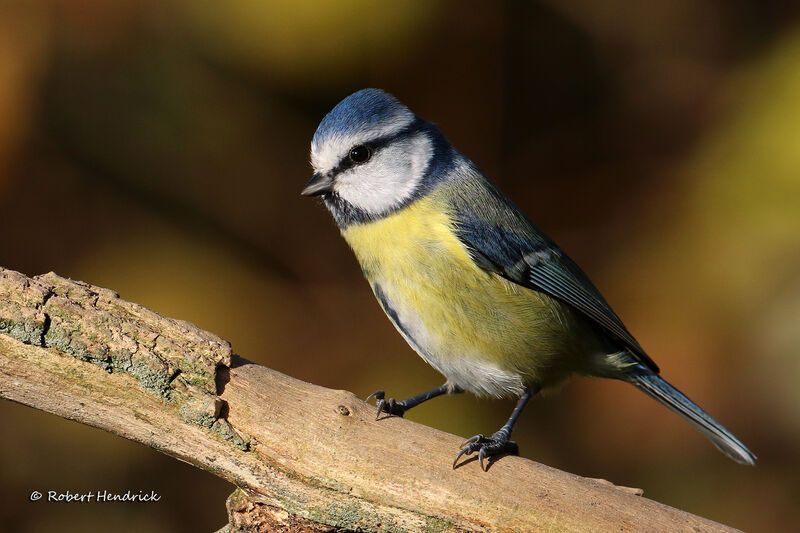 Mésange bleue