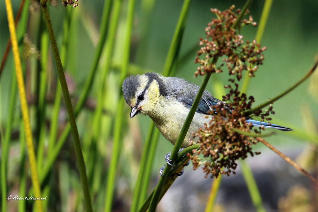 Mésange bleue
