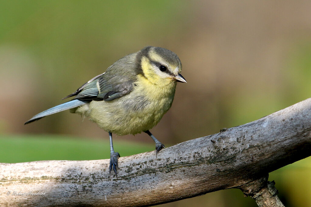 Mésange bleue