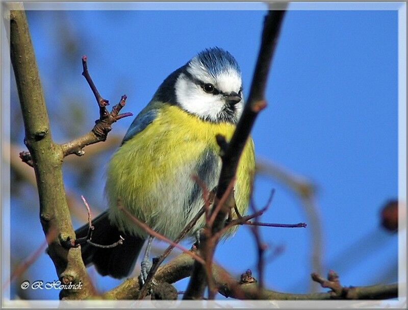 Mésange bleue