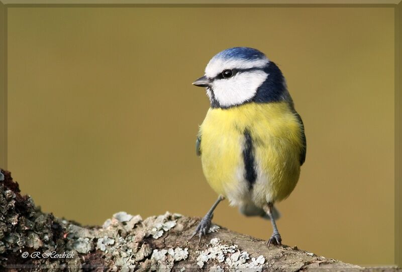 Eurasian Blue Tit, identification