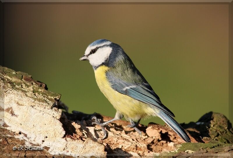 Mésange bleue