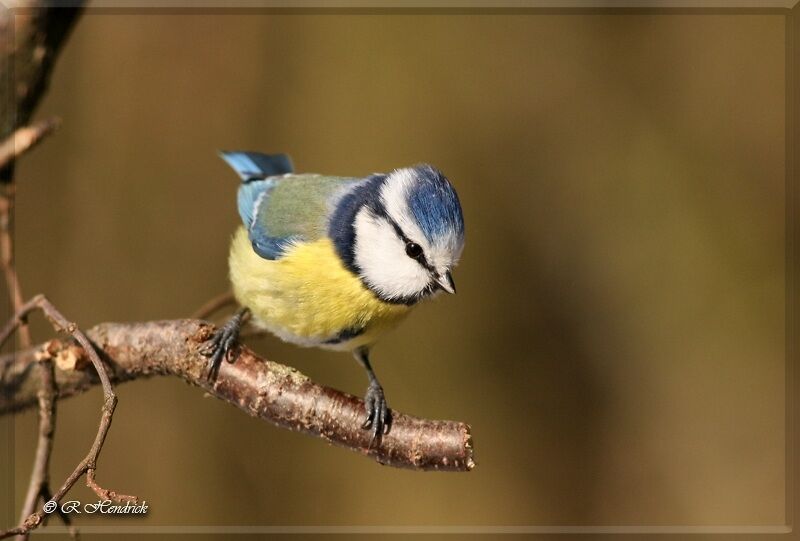 Eurasian Blue Tit