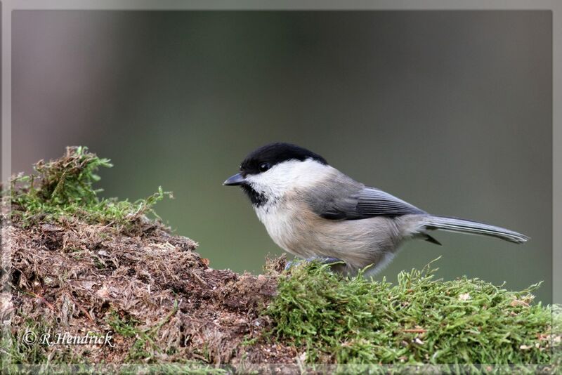 Mésange boréale