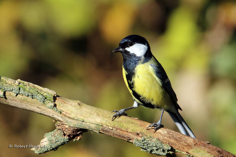 Mésange charbonnière