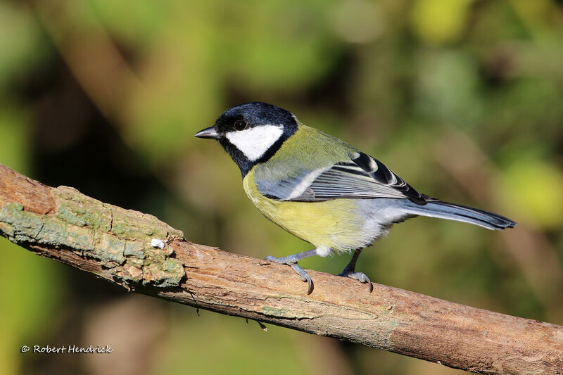 Mésange charbonnière