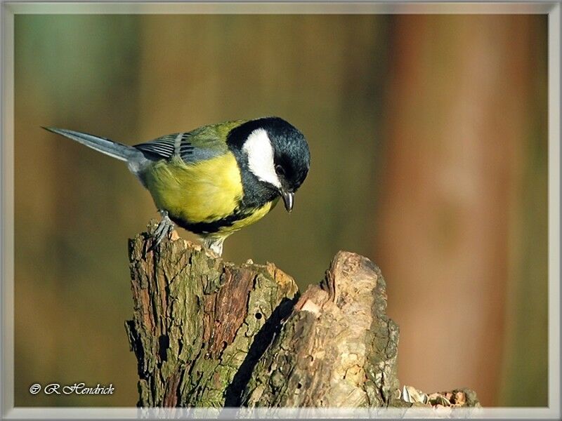 Mésange charbonnière