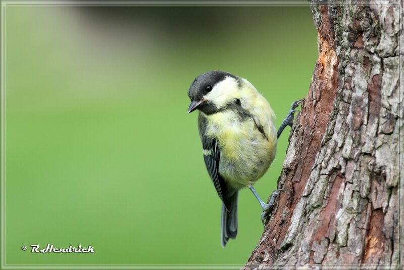 Great Tit