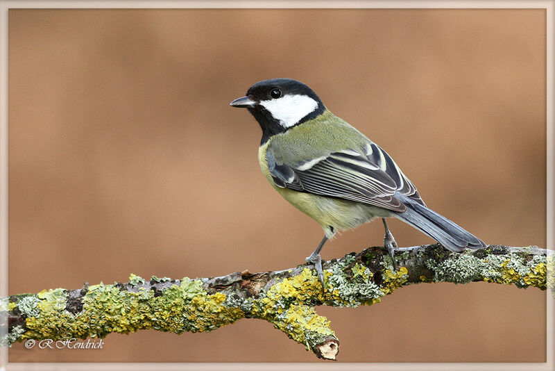 Great Tit