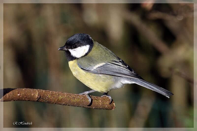 Great Tit