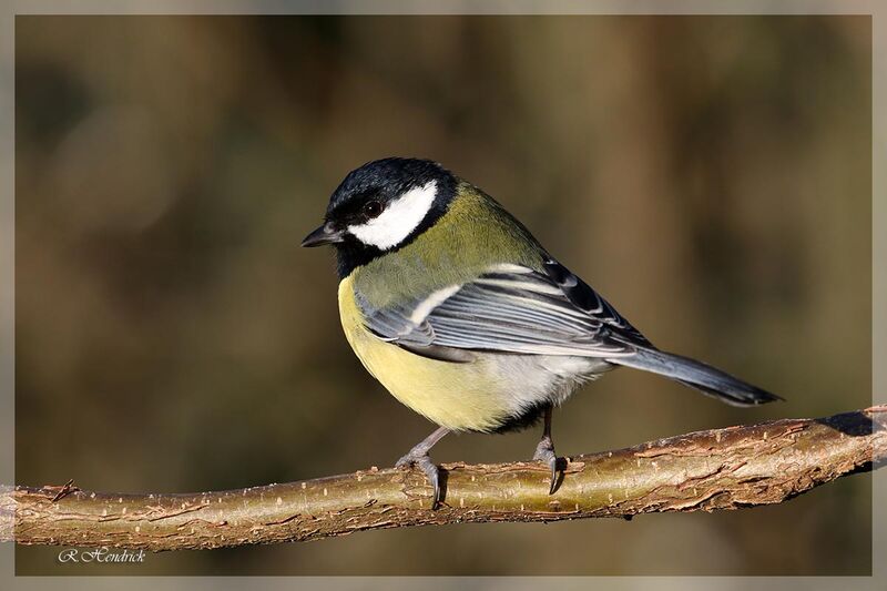 Mésange charbonnière