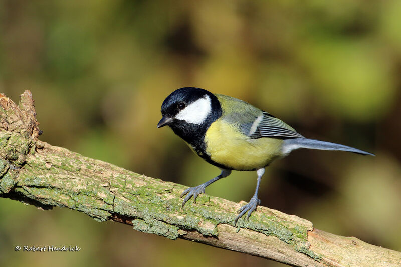 Mésange charbonnière