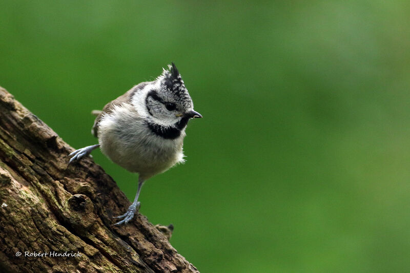 Mésange huppée