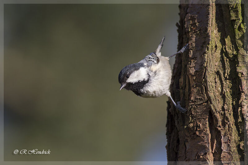 Coal Tit