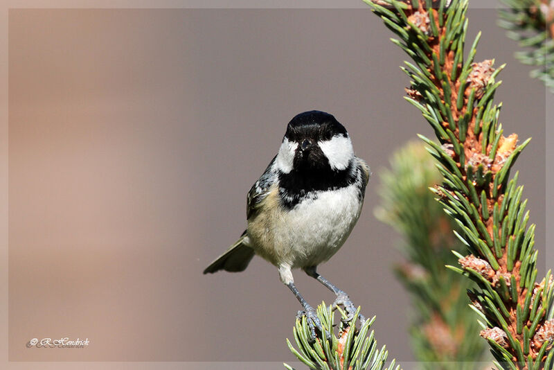 Coal Tit